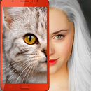 Kitten: what cat are you? joke APK