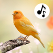Vogelstimmen Vogelgezwitscher Zeichen