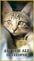 Fondos Gatos Plakat