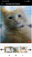 Fondos Gatos Screenshot 1