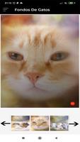 Fondos Gatos Screenshot 3