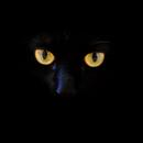 Black Cat Wallpapers 4K APK