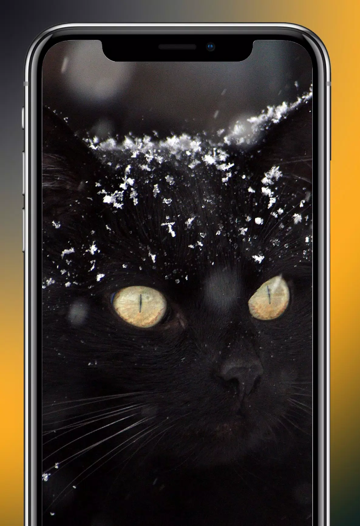 Black Cat Wallpapers 4K APK للاندرويد تنزيل Black Cat Wallpapers 4K APK للاندرويد تنزيل