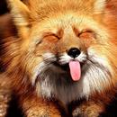 Fox Wallpapers 4K APK