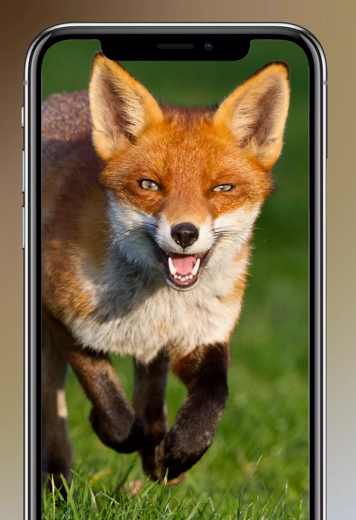 Fox Wallpapers 4K APK for Android Download Fox Wallpapers 4K APK for Android Download