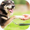 dog training