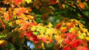 Tile Puzzles · Herbst Plakat