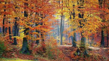 Tile Puzzles · Herbst Screenshot 2
