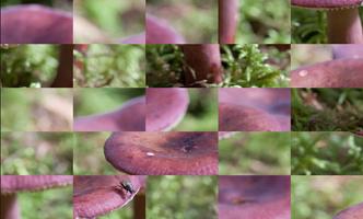 Tile Puzzles · Pilze Screenshot 1