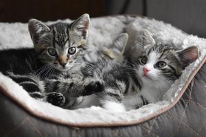 Tile Puzzles · Pets poster