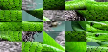 Tile Puzzles · Reptilien