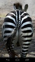 Zebra Fart screenshot 1