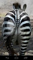 Zebra Fart screenshot 2