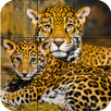 Puzzle - Wild Cats APK