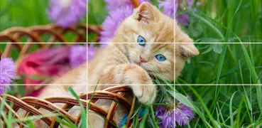 Kätzchen - Puzzle