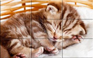 mèo con - Puzzle ảnh chụp màn hình 1