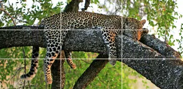 animali selvatici - Puzzle