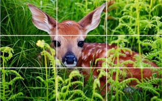 Os animais selvagens -  Puzzle Cartaz