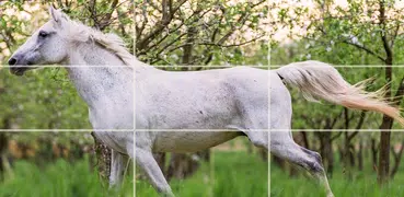 Puzzle - schöne Pferde