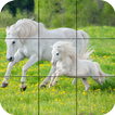 Puzzle - beaux chevaux