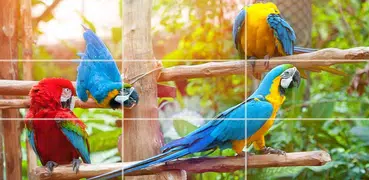puzzle   - uccelli