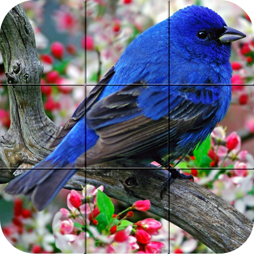 puzzle   - uccelli