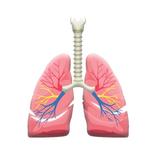 Lung Loop
