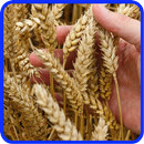 APK ﻿Wheat Recipes: Wheat flour, bread recipes