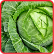 ﻿Cabbage Recipes: Cabbage soup, Cabbage salad