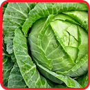 APK ﻿Cabbage Recipes: Cabbage soup, Cabbage salad