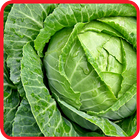 ﻿Cabbage Recipes: Cabbage soup, Cabbage salad simgesi