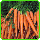 ﻿Carrot Recipes: Carrot soup, Carrot salad aplikacja