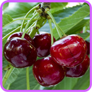 APK ﻿Cherry Recipes: Cherry cake, Cherry pie