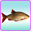 ﻿Fish Recipes: Fish curry, Fish taco, Fish soup