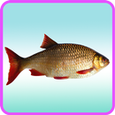 APK Fish Recipes: Fish curry, Fish taco, Fish soup