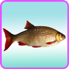 ﻿Fish Recipes: Fish curry, Fish taco, Fish soup simgesi