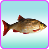 ﻿Fish Recipes: Fish curry, Fish taco, Fish soup simgesi