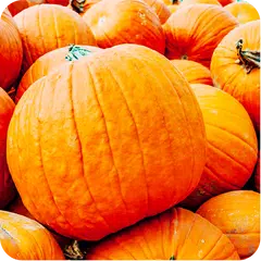 ﻿Pumpkin Recipes: Pumpkin soup, Pumpkin pie APK download