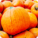 ﻿Pumpkin Recipes: Pumpkin soup, Pumpkin pie aplikacja