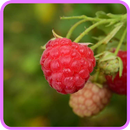 ﻿Raspberry Recipes: Raspberry jam, Raspberry juice aplikacja