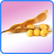 ﻿Soybean Recipes: Soybean diet, Soybean pasta