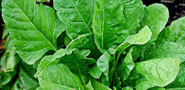 ﻿Spinach Recipes: Spinach salad, Spinach quiche