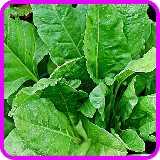 ﻿Spinach Recipes: Spinach salad, Spinach quiche
