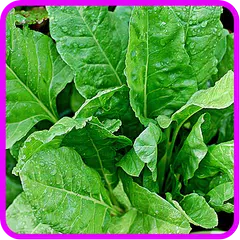﻿Spinach Recipes: Spinach salad, Spinach quiche APK download