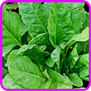 ﻿Spinach Recipes: Spinach salad, Spinach quiche aplikacja