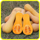 ﻿Squash Recipes: Squash soup, Squash vegan aplikacja