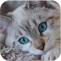 Gato Fondos de Pantalla