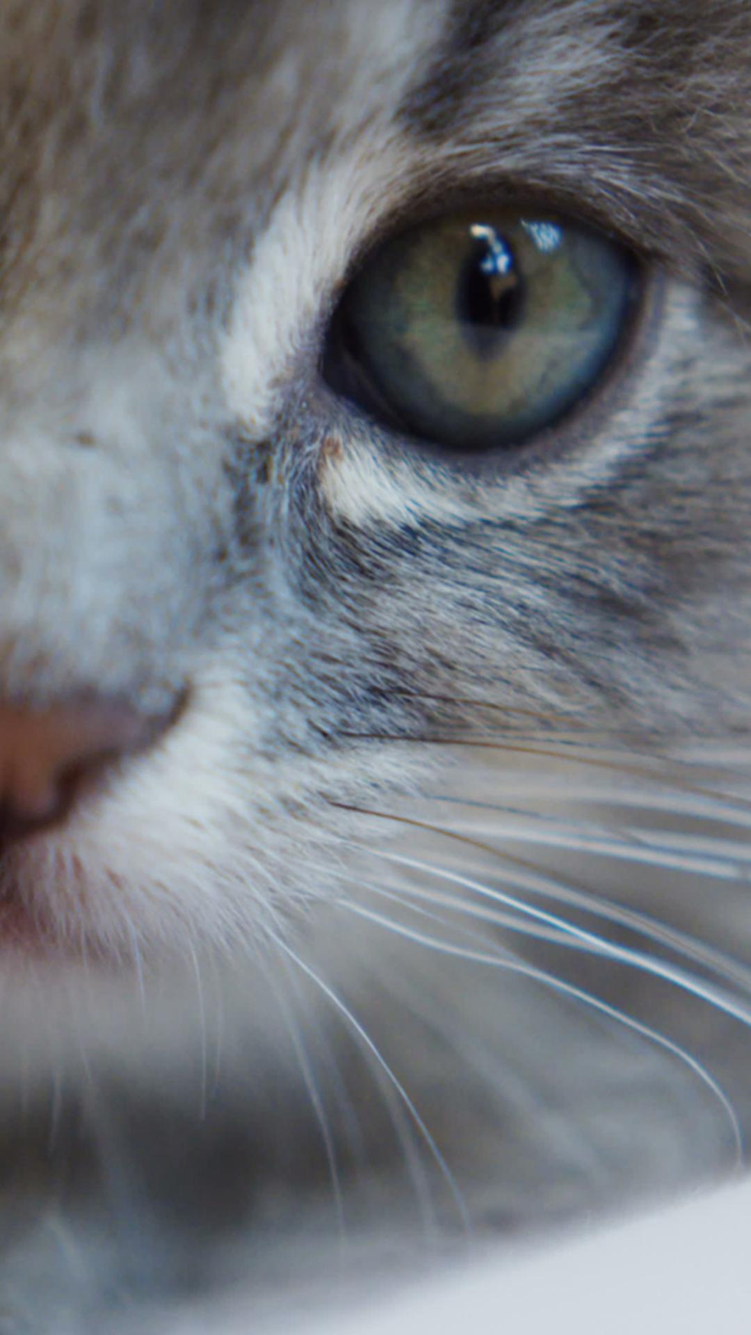 Android için Kedi duvar kağıtları APK�yı İndir