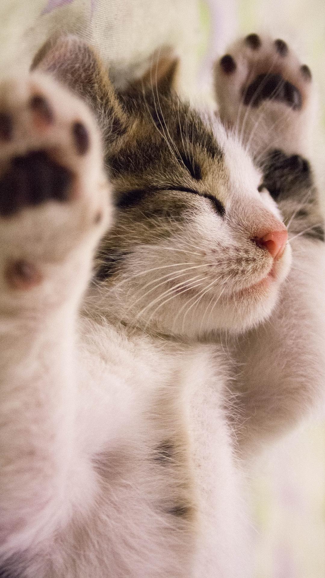 Android için Kedi duvar kağıtları APK�yı İndir