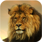 Fond d'ecran Lion icône
